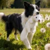 Goose feather chew toy for dogs