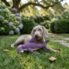 Purple Shark Squeaky Plush Dog Toy
